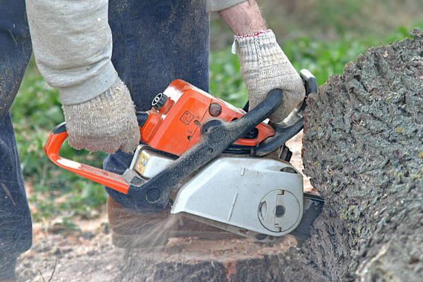 Best Tree Preservation Services  in Abbotsford, WI