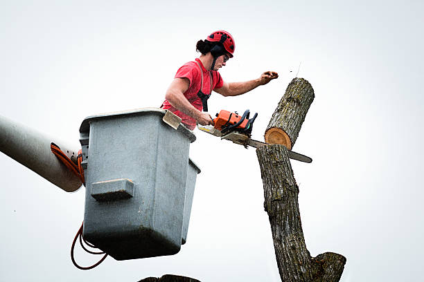 Best Utility Line Clearance  in Abbotsford, WI