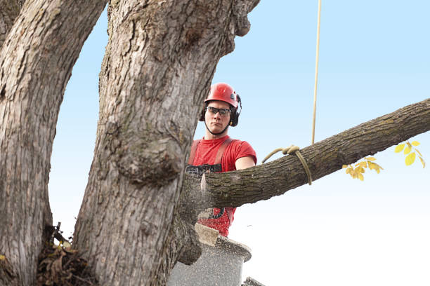 Best Tree Health Inspection  in Abbotsford, WI